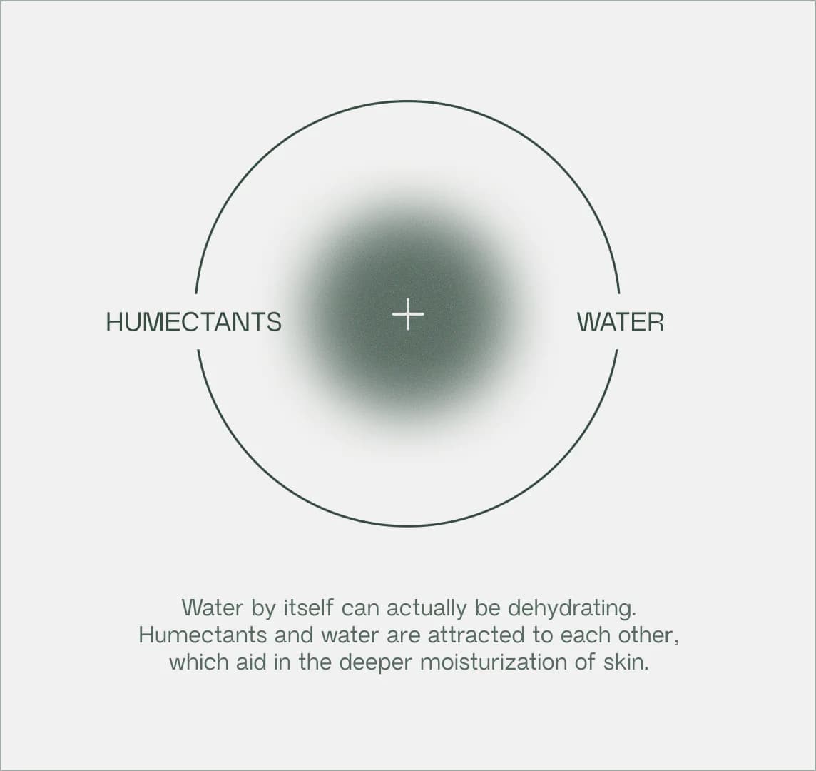 Ingredient deep dive diagram - hydration system components for skin barrier support